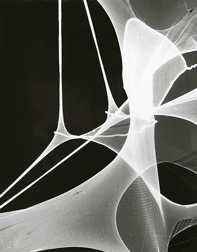 Photogram series | 2012